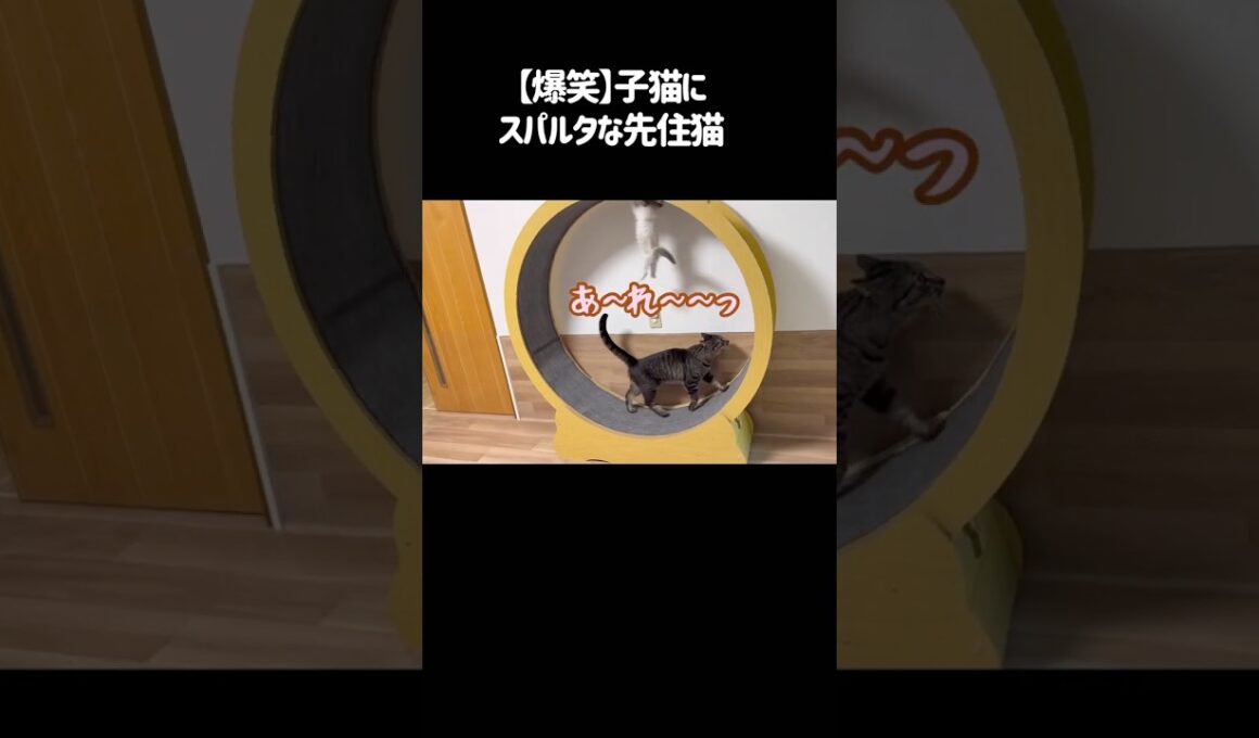 【爆笑】子猫にスパルタな先住猫 #キャットホイール #保護子猫