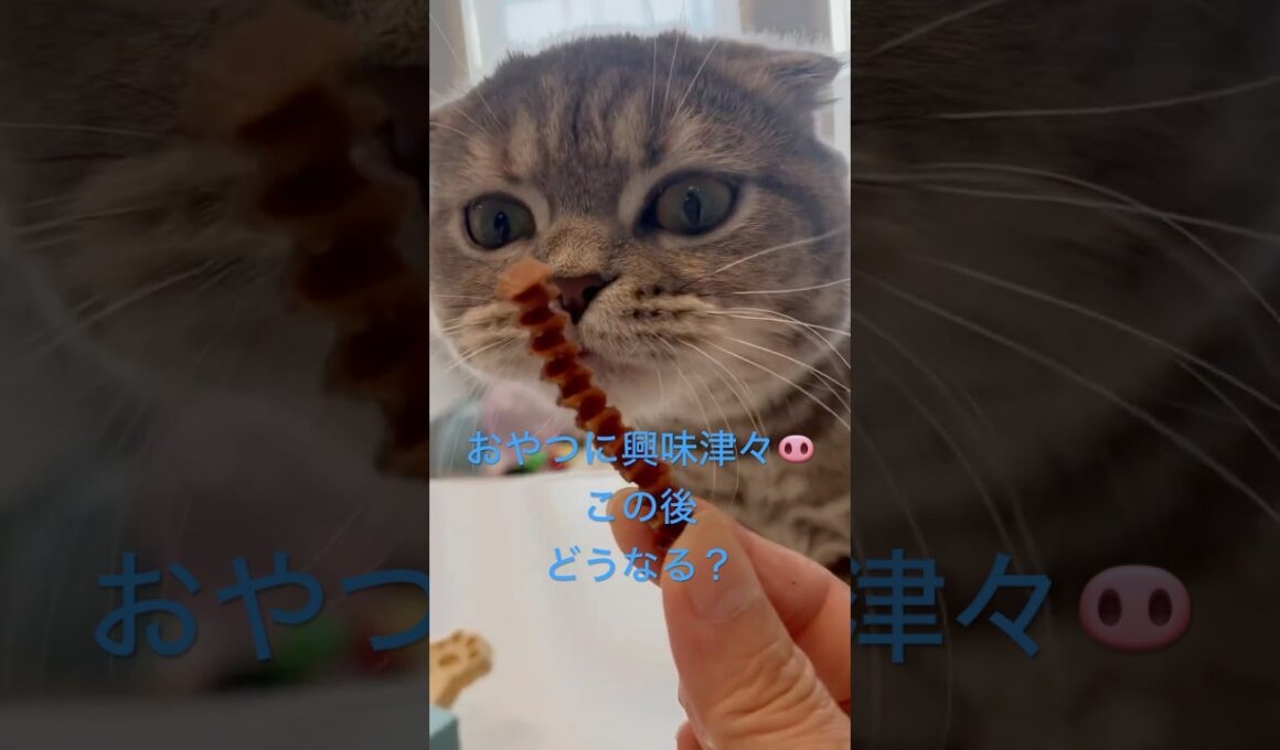 おやつたべよー♡最後はどうなる⁉️⁉️⁉️ #猫好きさんと繋がりたい #スコティッシュフォールド #猫のいる暮らし