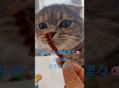 おやつたべよー♡最後はどうなる⁉️⁉️⁉️ #猫好きさんと繋がりたい #スコティッシュフォールド #猫のいる暮らし