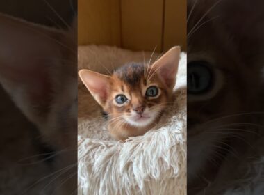 #アビシニアン #アビシニアン子猫　#ねこ動画