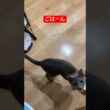 ごはんいただき猫ちゃん#ロシアンブルー #猫