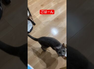 ごはんいただき猫ちゃん#ロシアンブルー #猫