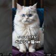 ペルシャ　　　　　　~ その気品あふれる姿 ~