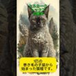 セルカークレックスの雑学 #プチ知識 #雑学 #猫 #セルカークレックス