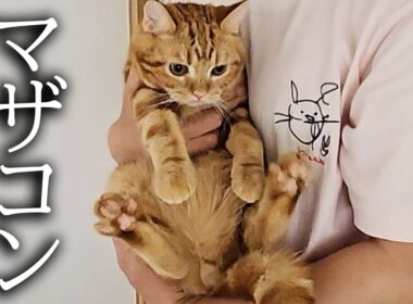 犬を預けたら寂しくて家中泣いて探し回る子猫と母猫がこちら...