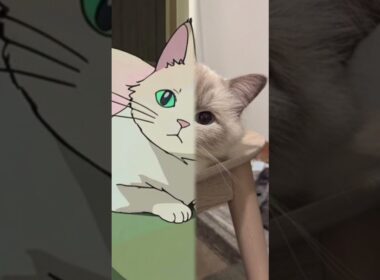 【ジブリ化する猫たち】アートな気分に乗せられて、AIがジブリ化させたら、衝撃のラストが！？　#ラグドール　#ロシアンブルー  #猫のいる暮らし 　#子猫　#ジブリ　#猫バス
