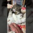 シャムの子ネコ雫ちゃん。ナメナメするキジシロのルル「仰向けで、可愛いね、雫」