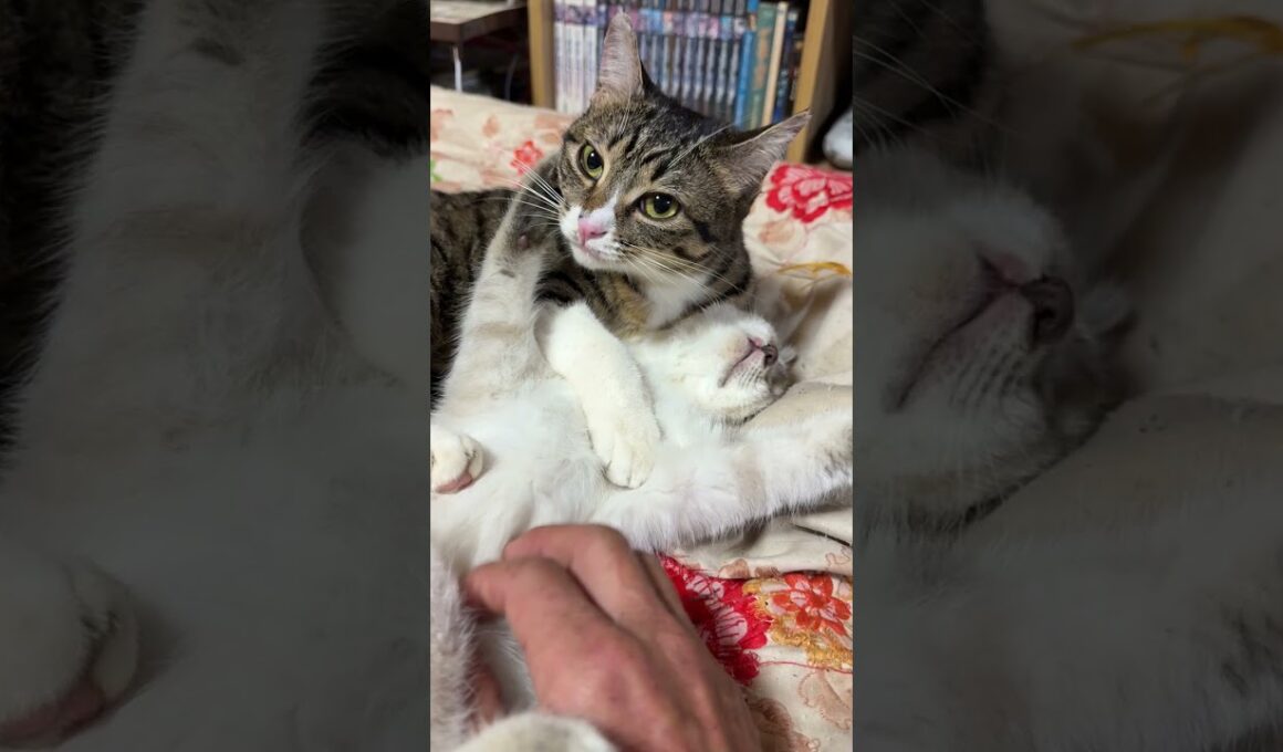 シャムの子ネコ雫ちゃん。ナメナメするキジシロのルル「仰向けで、可愛いね、雫」
