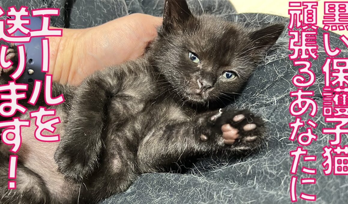 黒い保護子猫、がんばるあなあにエールを送る　The black kitty was cheering for you