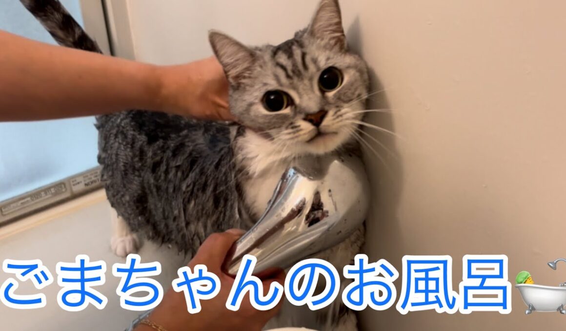 ごまちゃんのお風呂🛀