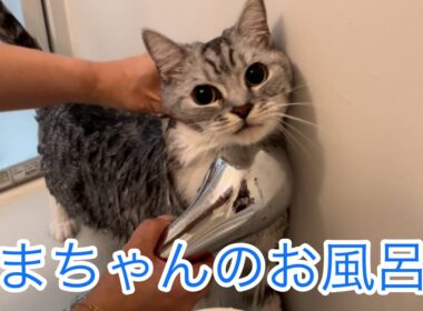 ごまちゃんのお風呂🛀