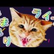 ねこ見守り配信！
