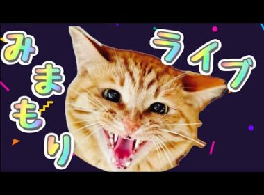 ねこ見守り配信！