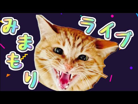 ねこ見守り配信！