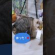 ひとり遊び（おしぼり編）#shorts #シャムミックス #しゃむねこ #catmovie