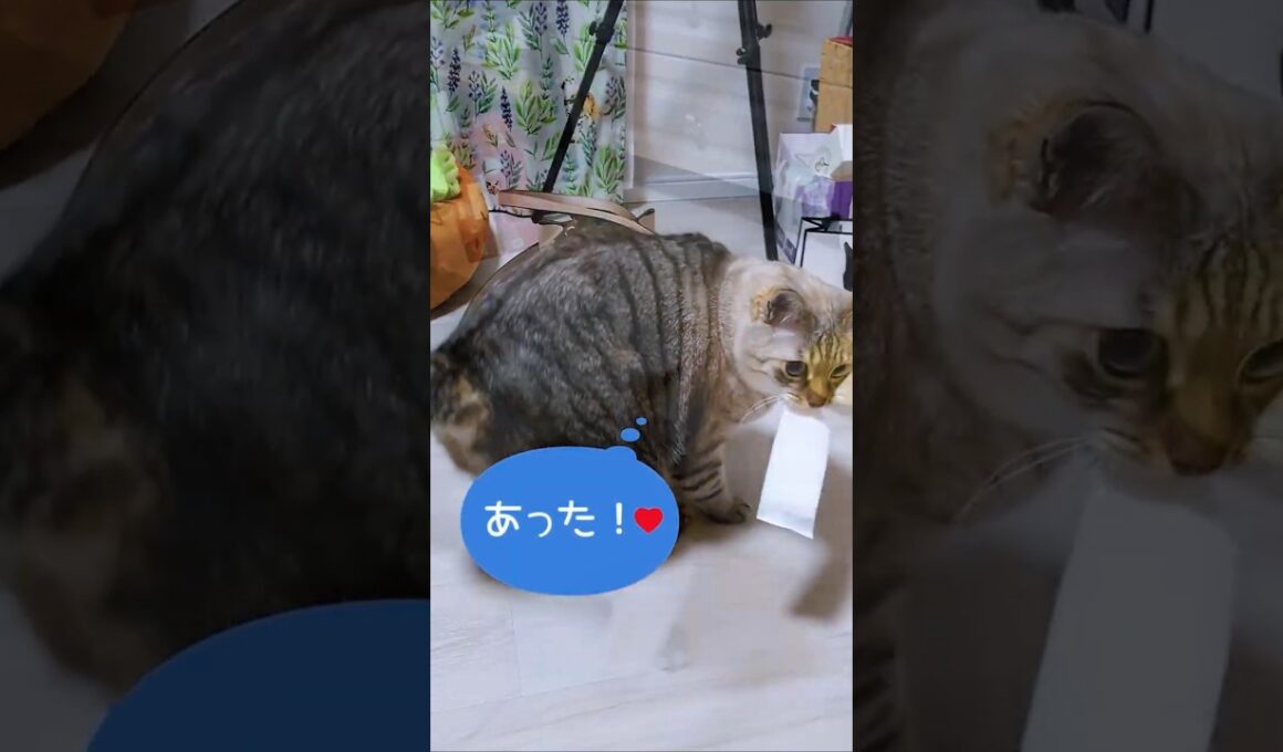 ひとり遊び（おしぼり編）#shorts #シャムミックス #しゃむねこ #catmovie