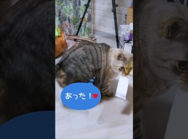 ひとり遊び（おしぼり編）#shorts #シャムミックス #しゃむねこ #catmovie