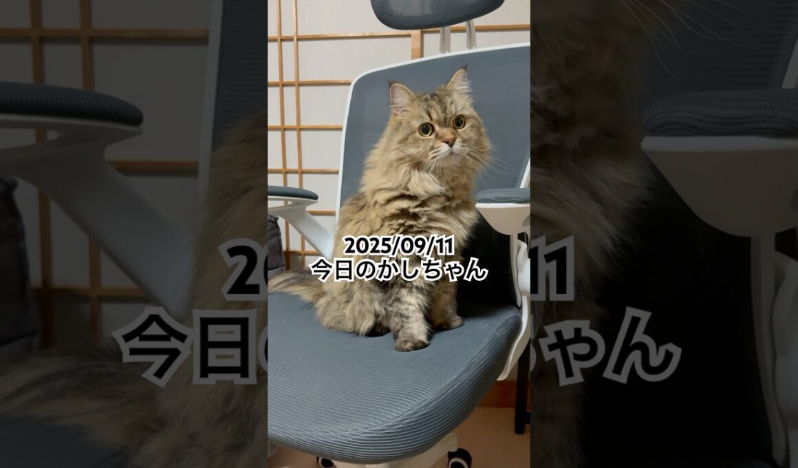 2025/09/11今日のかしちゃん #猫 #ペルシャ #カシス #cat #猫のいる暮らし