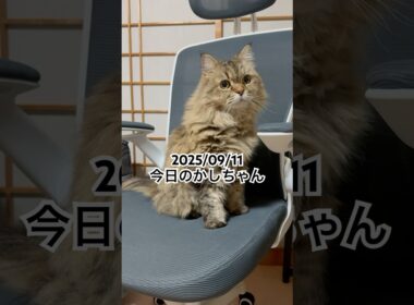 2025/09/11今日のかしちゃん #猫 #ペルシャ #カシス #cat #猫のいる暮らし