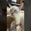 度アップ！シャムの子ネコ雫ちゃん。いきなり、大きなクシャミ