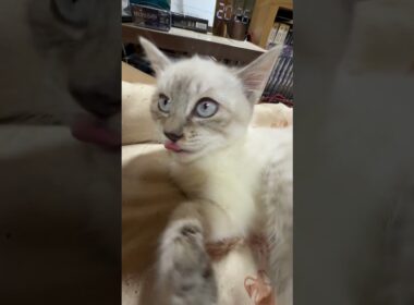度アップ！シャムの子ネコ雫ちゃん。いきなり、大きなクシャミ
