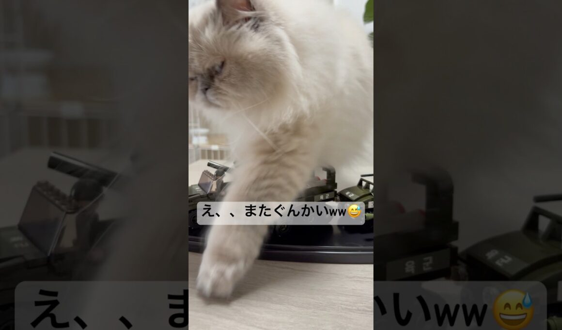 ヒマラヤンのマーベル見てー！組み立てたよー！😇 #cat #猫のいる暮らし #猫好きさんと繋がりたい #元気お届け #ねこ #かしわねこ #shorts