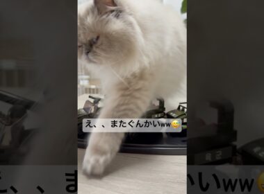 ヒマラヤンのマーベル見てー！組み立てたよー！😇 #cat #猫のいる暮らし #猫好きさんと繋がりたい #元気お届け #ねこ #かしわねこ #shorts