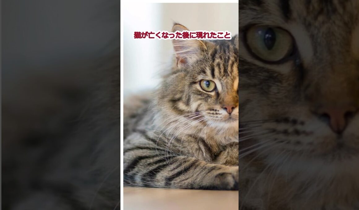 猫が亡くなって現れたこと14