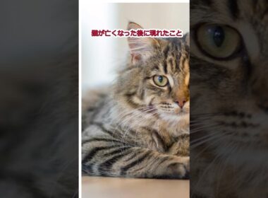 猫が亡くなって現れたこと14