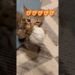 くびびびびび！#ペルシャ#チンチラ#猫#ねこ #猫のいる暮らし #癒し #いやし#cat  #ふわふわ #野良猫 #キジトラ