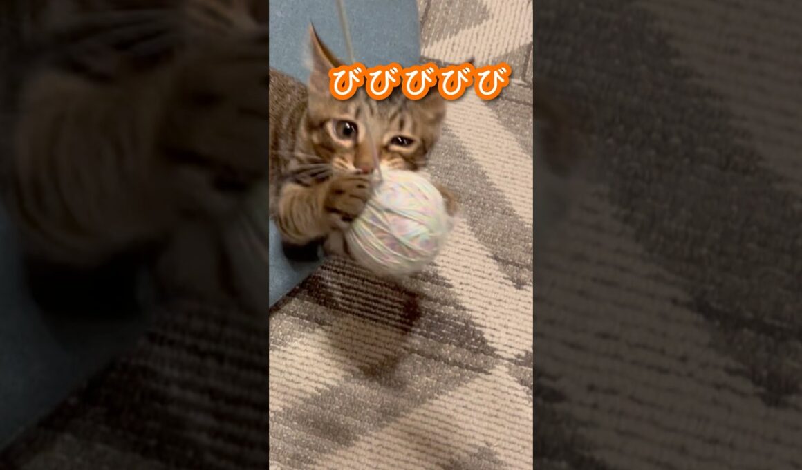 くびびびびび！#ペルシャ#チンチラ#猫#ねこ #猫のいる暮らし #癒し #いやし#cat  #ふわふわ #野良猫 #キジトラ