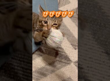 くびびびびび！#ペルシャ#チンチラ#猫#ねこ #猫のいる暮らし #癒し #いやし#cat  #ふわふわ #野良猫 #キジトラ