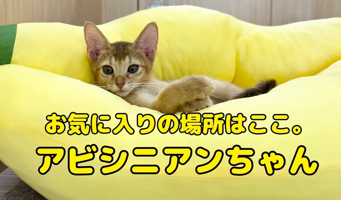 2025.09.11 アビシニアンちゃん。バナナボートがお気に入り！