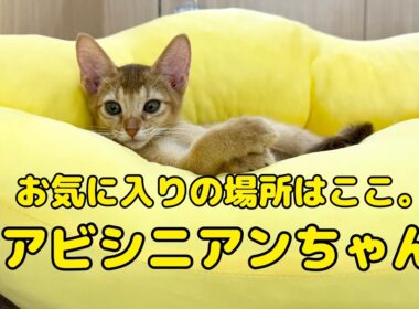 2025.09.11 アビシニアンちゃん。バナナボートがお気に入り！