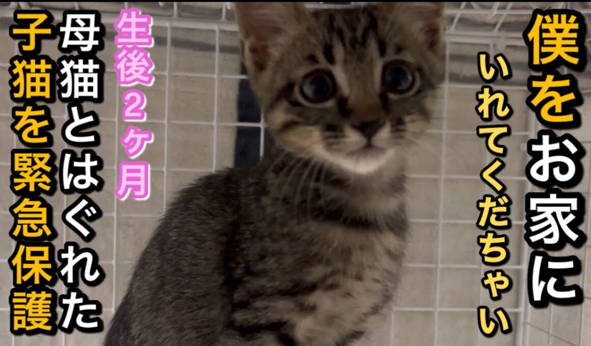 【母猫とはぐれた子猫保護】要らない命なんて無い