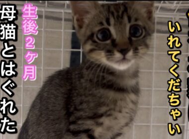 【母猫とはぐれた子猫保護】要らない命なんて無い