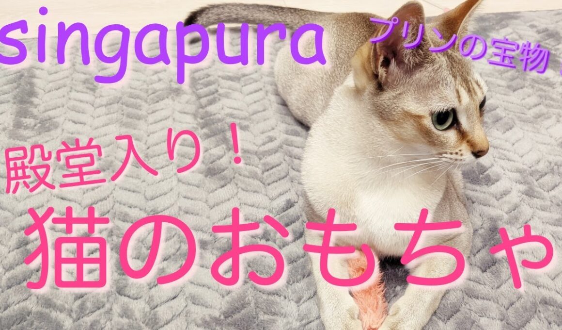 シンガプーラのプリン 殿堂入り猫のおもちゃPopular cat toys