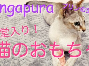シンガプーラのプリン 殿堂入り猫のおもちゃPopular cat toys