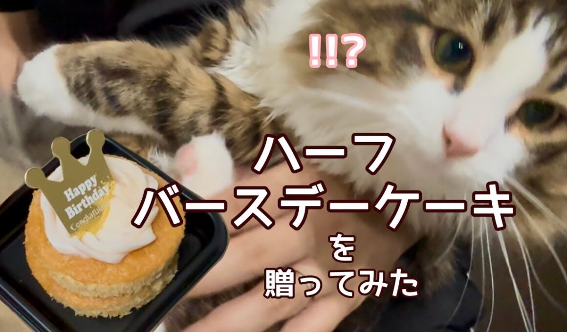 【生後6カ月】愛猫にハーフバースデーケーキを贈ってみた