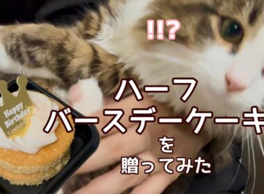 【生後6カ月】愛猫にハーフバースデーケーキを贈ってみた