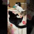 キジシロのルルに甘えに行こうとしたシャムの子ネコ雫ちゃん。阻止して、悪ふざけを仕掛ける黒猫くー