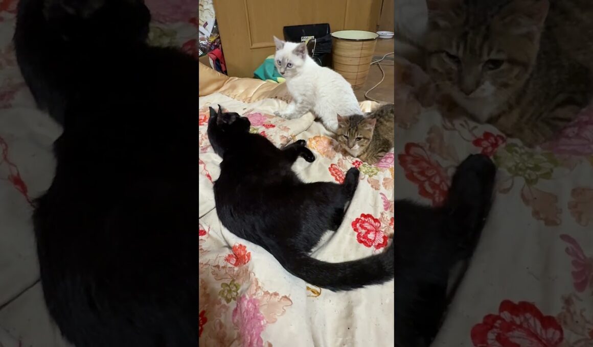キジシロのルルに甘えに行こうとしたシャムの子ネコ雫ちゃん。阻止して、悪ふざけを仕掛ける黒猫くー