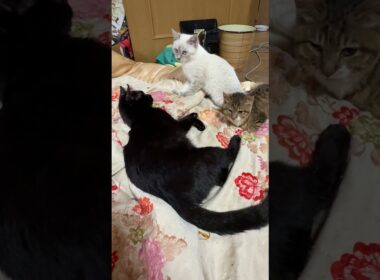 キジシロのルルに甘えに行こうとしたシャムの子ネコ雫ちゃん。阻止して、悪ふざけを仕掛ける黒猫くー