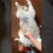 巨大猫と大喧嘩勃発！　#猫 #ラグドール #猫のいる暮らし