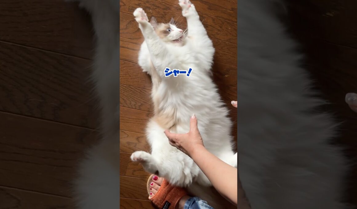 巨大猫と大喧嘩勃発！　#猫 #ラグドール #猫のいる暮らし