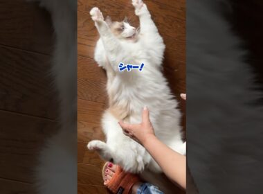 巨大猫と大喧嘩勃発！　#猫 #ラグドール #猫のいる暮らし
