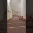 ママに呼ばれて駆けてくる毛のない猫【スフィンクス】