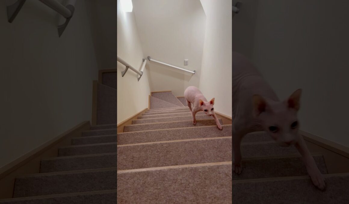 ママに呼ばれて駆けてくる毛のない猫【スフィンクス】