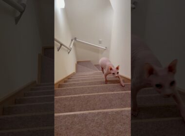 ママに呼ばれて駆けてくる毛のない猫【スフィンクス】
