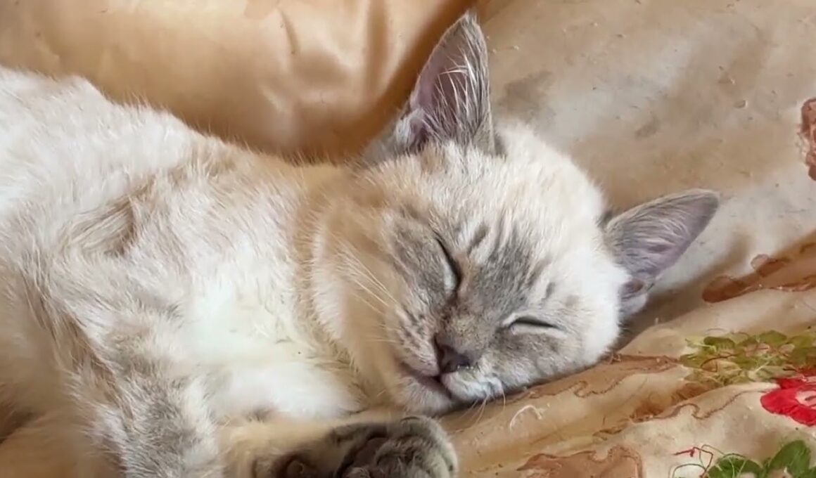 布団の上で眠るシャムの子ネコ雫ちゃん。どんな、夢、見てるのかな
